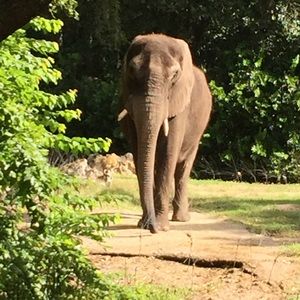 Meet your Posher, Ava